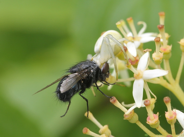 Misumena vatia / Ragno killer